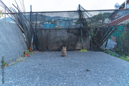 Tapety artystyczne 海岸で出会った猫