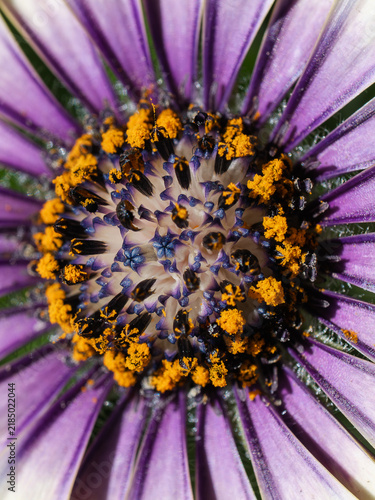 View of a vibrant purple African daisy flower in macro detail, showcasing intricate yellow pollen and dark central florets in Hilo, Hawaii, United States.