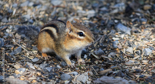 Alert Eastern Chipmunk Standing on the Forest Floor in Spring
