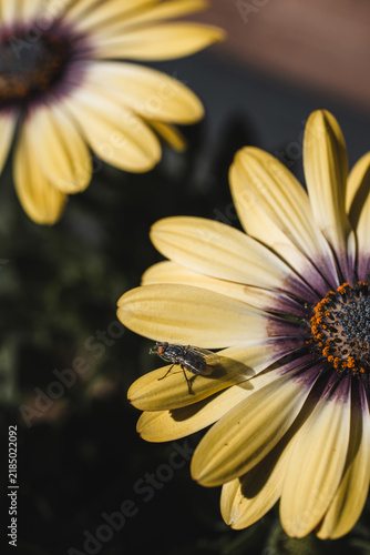 View of a housefly resting on the yellow petals of a daisy flower in Hilo, Hawaii, United States.