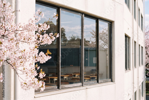 Tapety artystyczne 満開の桜に囲まれた学校校舎 入学式や卒業式をイメージする春の風景