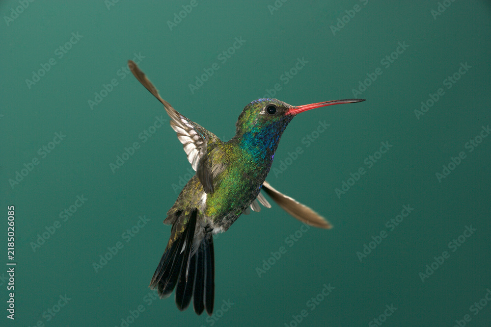 Fototapeta premium Broad-billed hummingbird hovering
