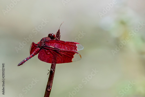 red dragonfly on a wall