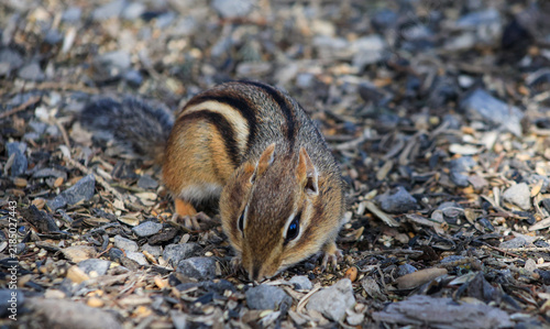 Eastern Chipmunk Foraging on the Ground in Spring