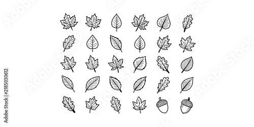 Fotografía Autumn forest foliage and acorns for seasonal nature design elements