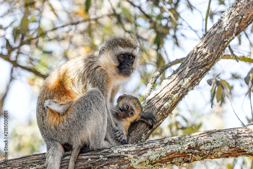 Small vervet monkey