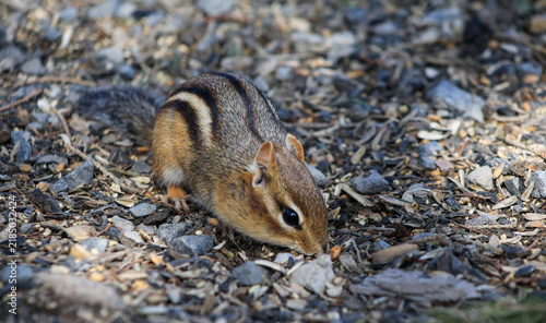 Eastern Chipmunk Foraging for Seeds on the Forest Floor