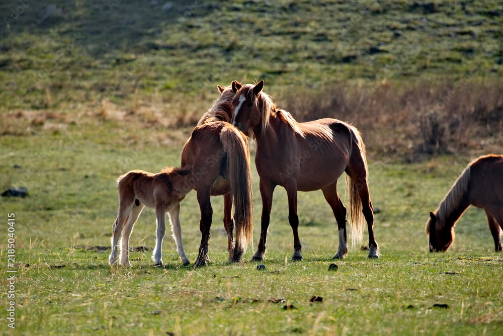 Obraz premium Russia. mountain Altai. Peacefully grazing horses with foals in the spring mountain steppes along the Chuisky highway.