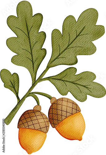 Acorns and Oak Leaves in Soft Watercolor Style