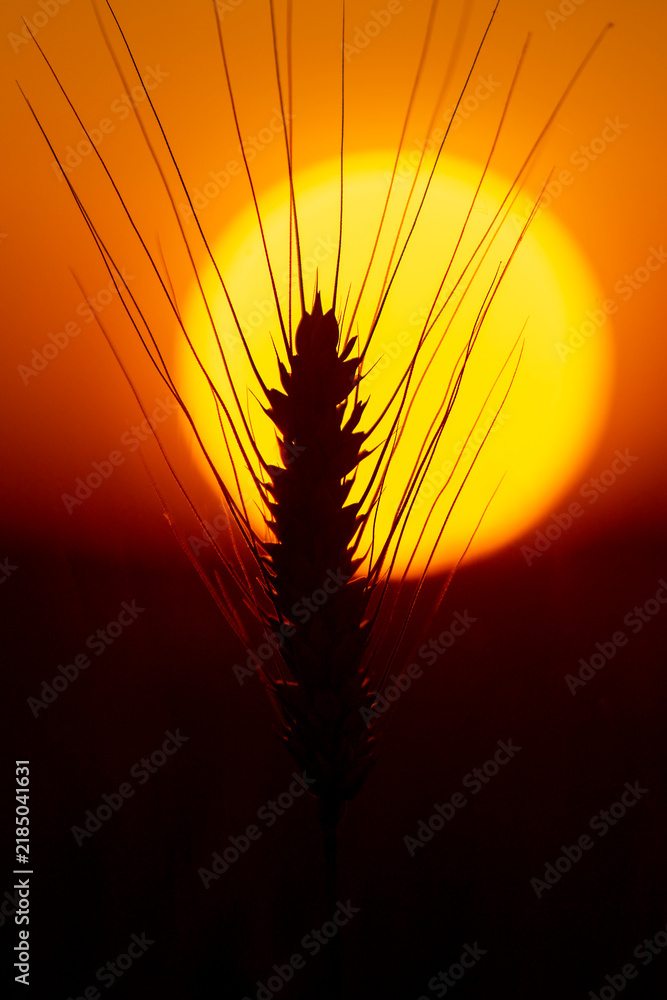 Obraz premium Sunset light on wheat. Sunset glow behind crop. Golden sunset field background. Warm sun with bokeh.