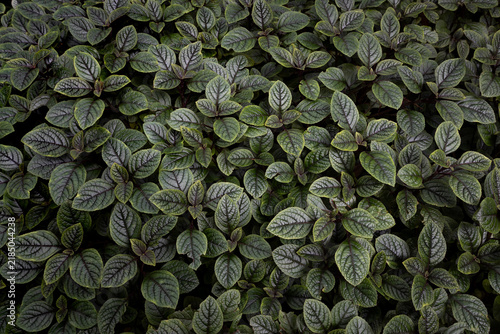 Lush dark-green tropical leaves form a full-frame overhead texture, dense organic pattern and vibrant foliage showcasing natural growth, detail and serene garden freshness