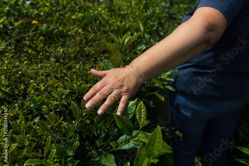 Woman's hand gently touching the delicate, vibrant green leaves of a tea plant in a lush plantation, symbolizing care and connection with nature and agriculture