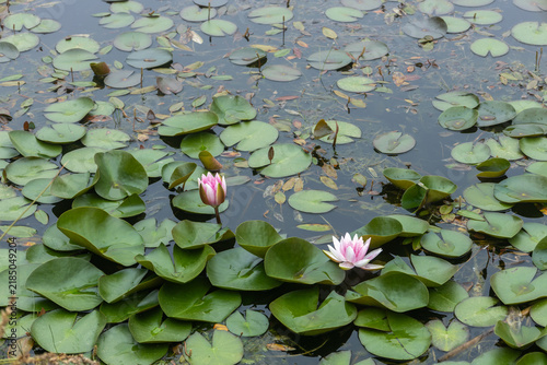 Cuadro en lienzo Pink water lily blooming in tranquil pond habitat