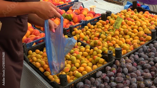Fethiye, Turkey - 23 of August 2026: Hands of woman selecting fresh apricots into plastic bag
