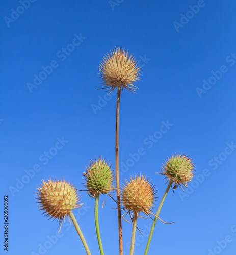 Golden spiky heads stand tall against clear blue sky