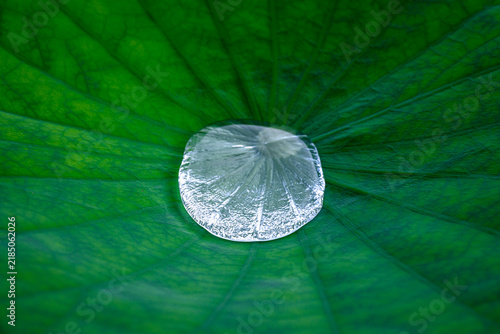 Close up shot of clear water droplet resting on green lotus leaf surface showing veins and texture. Fresh purity nature, ecology and macro concept.