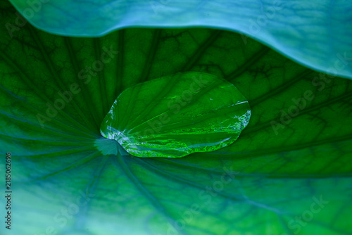 Close up shot of clear water droplet resting on green lotus leaf surface showing veins and texture. Fresh purity nature, ecology and macro concept.