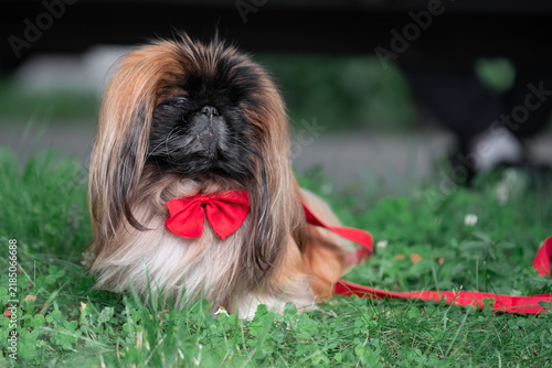 Fotografie High-quality professional stock photography showcasing domestic animal welfare, premium accessories, and professional canine styling under natural daylight