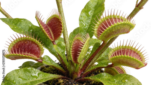 Canvas Print Dionaea muscipula Venus flytrap plant with open red-lined traps, isolated on tra