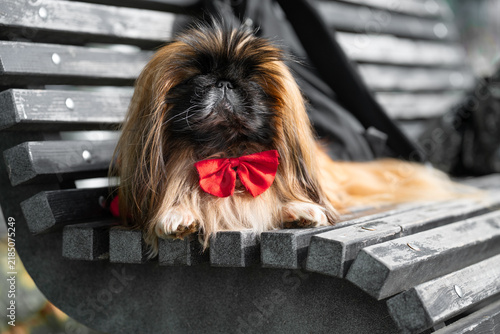 Canvastavla Detailed outdoor shot capturing domestic pet behavior, park infrastructure details, and vibrant red fabric textures
