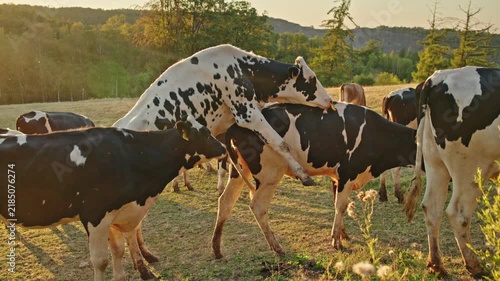 Holstein Bull Mounting Dairy Cow in Sunlit Pasture