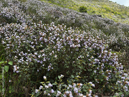 Cuadro en lienzo Mass Bloom of Neelakurinji (Strobilanthes kunthiana) in Munnar 2026