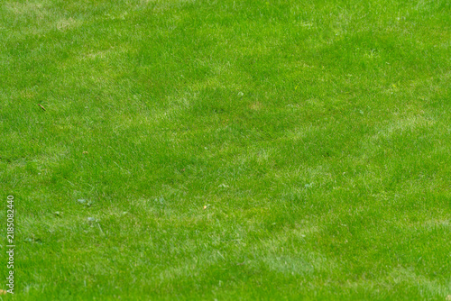 Foto A close, evenly mown green lawn fills the entire frame, its blades forming a uniform texture with subtle mowing lines