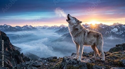 Naklejka wolf in the snow