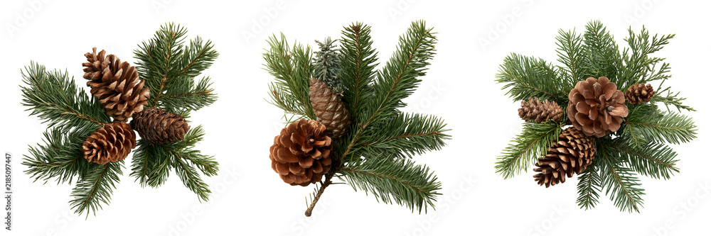 Fototapeta premium Set of Several fresh pine cones clustered together on a pine tree, natural brown scales and green needle foliage clearly visible on transparent png background. Ai generated