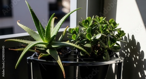 Healthy Green Aloe Vera And Jade Plants Bask In Sunlight On Balcony