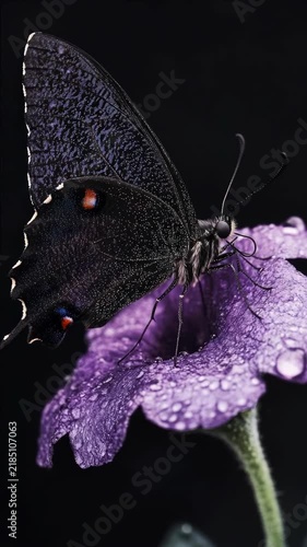 Butterfly and Purple Flower Close-Up