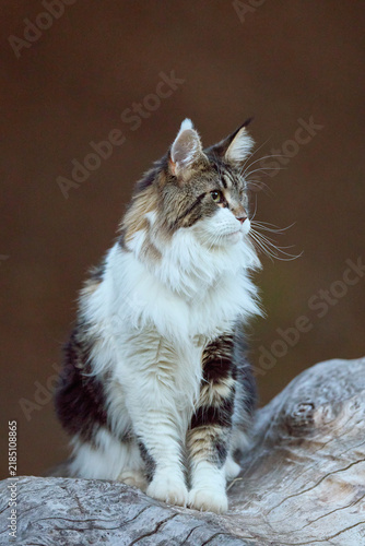 Majestic Dark and White Maine Coon Cat Resting on Wooden Logs at evening time