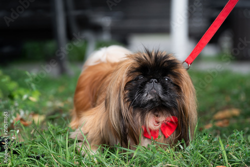 High-quality professional stock photography showcasing domestic animal welfare, red textile leash accessories, and professional canine styling under natural daylight. Single cute small breed companion