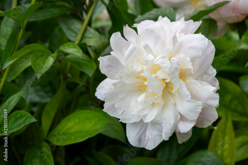 Paeonia lactiflora ‘Gene Wild’, a classic Lactiflora peony with a large, fully double flower in soft white and pale pink tones, densely layered petals, delicate yellow stamens and lush green foliage. 