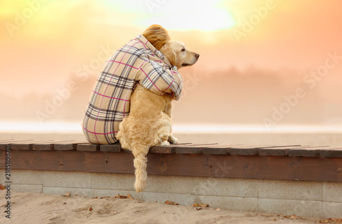 Bild auf Leinwand Emotional Support ,  Comfort Companionship with pet Dog Golden Retriever