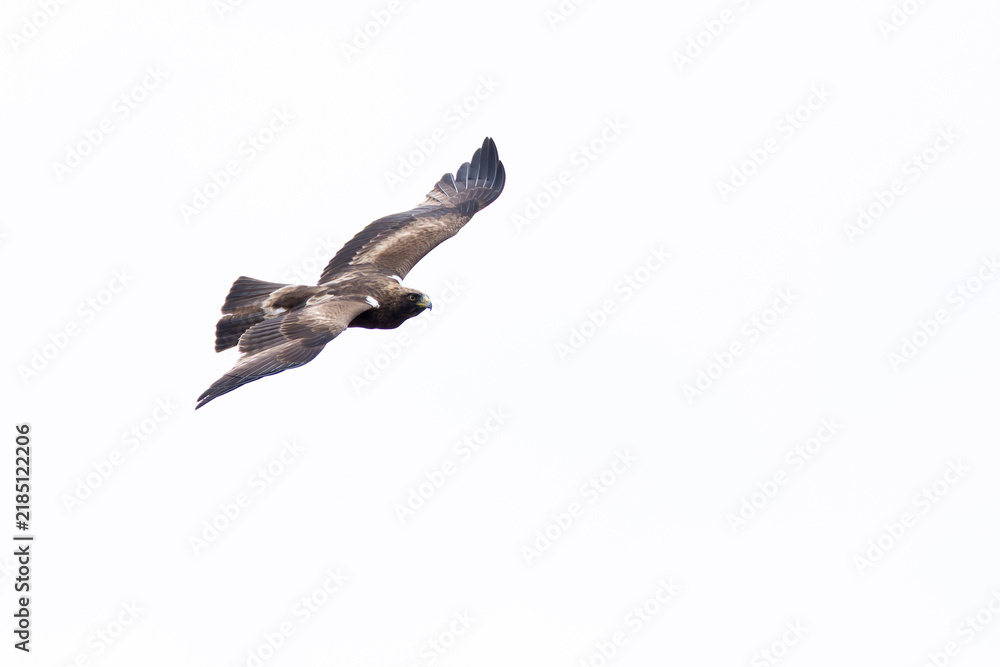 Obraz premium adult booted eagle (hieraaetus pennatus) of the dark morph in flight , found in Chentii-Aimag in Mongolia