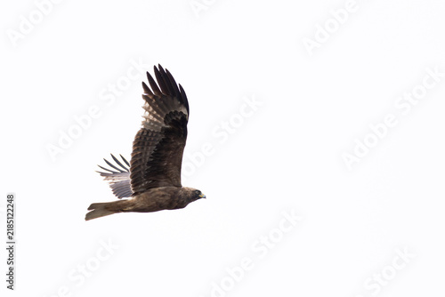 Bild auf Leinwand adult booted eagle (hieraaetus pennatus) of the dark morph in flight ,  found in