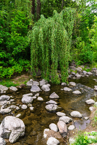 Edward Gardens, Toronto, Canada - A tranquil woodland stream flowing over smooth stones beneath lush green foliage and a graceful weeping willow tree
