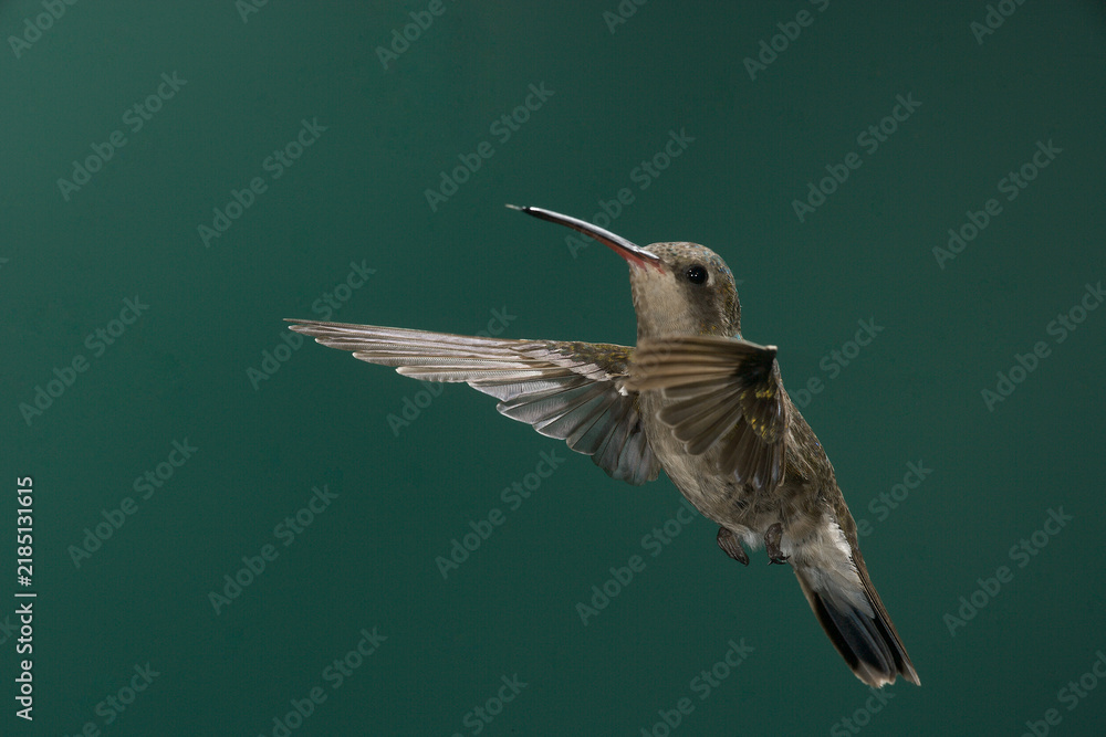 Obraz premium Female/immature Broad-billed hummingbird in flight