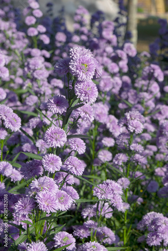 Beautiful purple marguerite flowers in the flower bed.