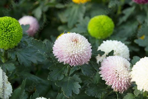 Beautiful chrysanthemums grown in the garden.