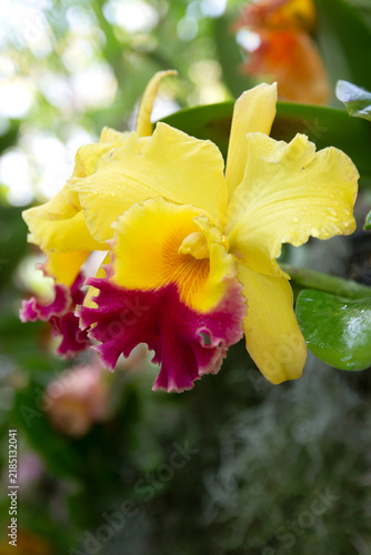 Beautiful yellow orchids in nature.