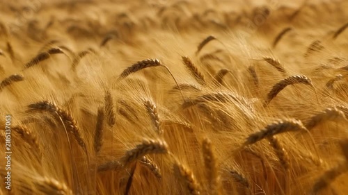 Golden Wheat Field Swaying in the Wind - Autumn Harvest Season