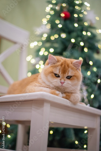 A cute ginger cat with soft fur sits on a white chair, looking towards the camera with a calm expression, while a festive Christmas tree glows in the background