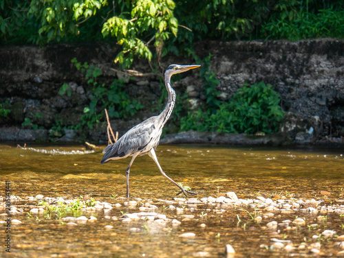 Картината върху платно Grey heron standing in shallow river water