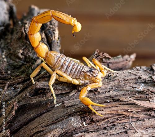 Fototapeta Escorpión