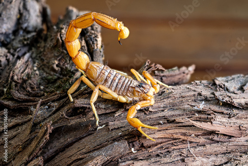 Plakat Escorpión
