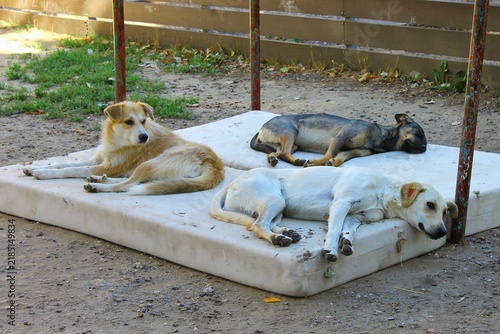 Canvastavla Three stray dogs of different colors peacefully sleep together on a large white mattress outdoors