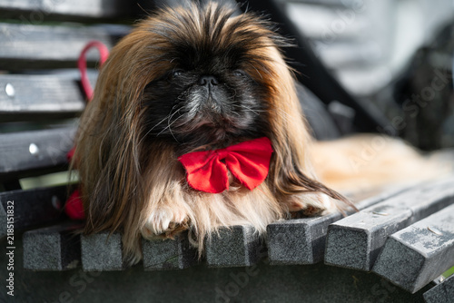 Detailed outdoor shot capturing domestic pet behavior, park infrastructure details, and vibrant red fabric textures of a bow tie and leash. Peaceful weekend scene ideal for commercial pet industry 