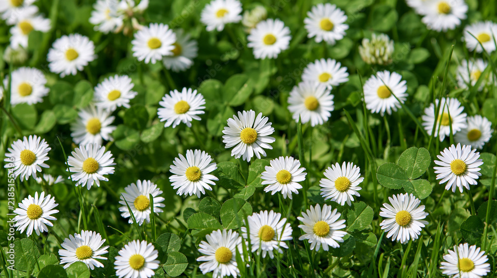 Fototapeta premium A vibrant meadow blooming with white daisies and lush green grass in bright daylight. Perfect for nature backgrounds and springtime design concepts.